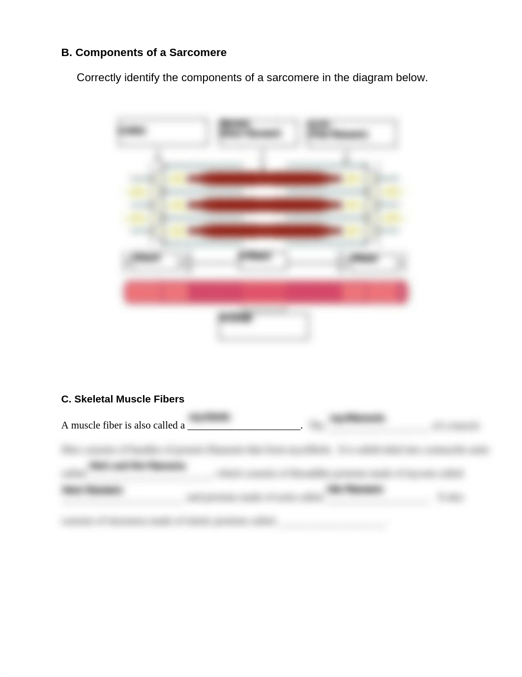 Skeletal Muscle Tissue Assignment #1.pdf_dq7o2sn7ody_page2