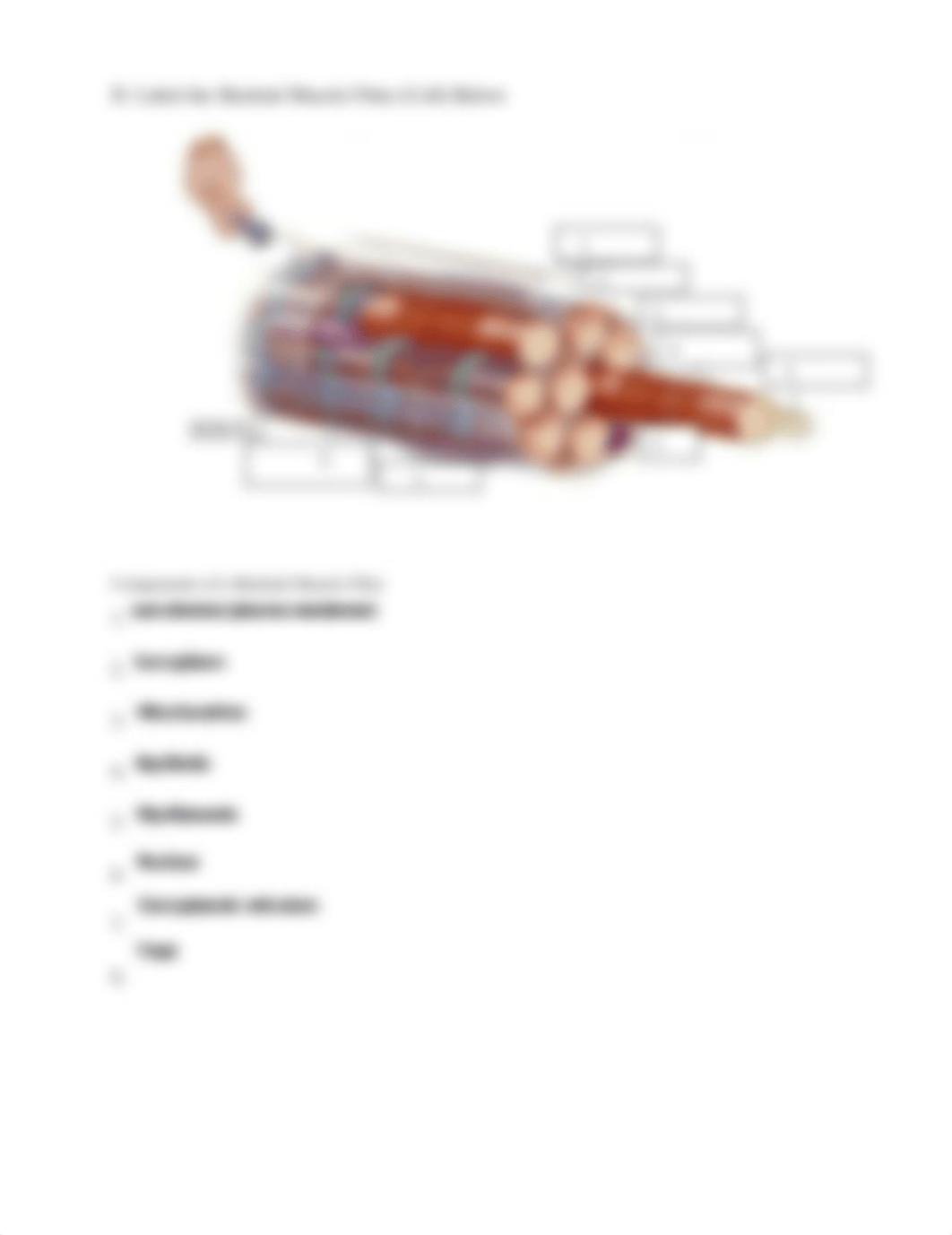 Skeletal Muscle Tissue Assignment #1.pdf_dq7o2sn7ody_page3