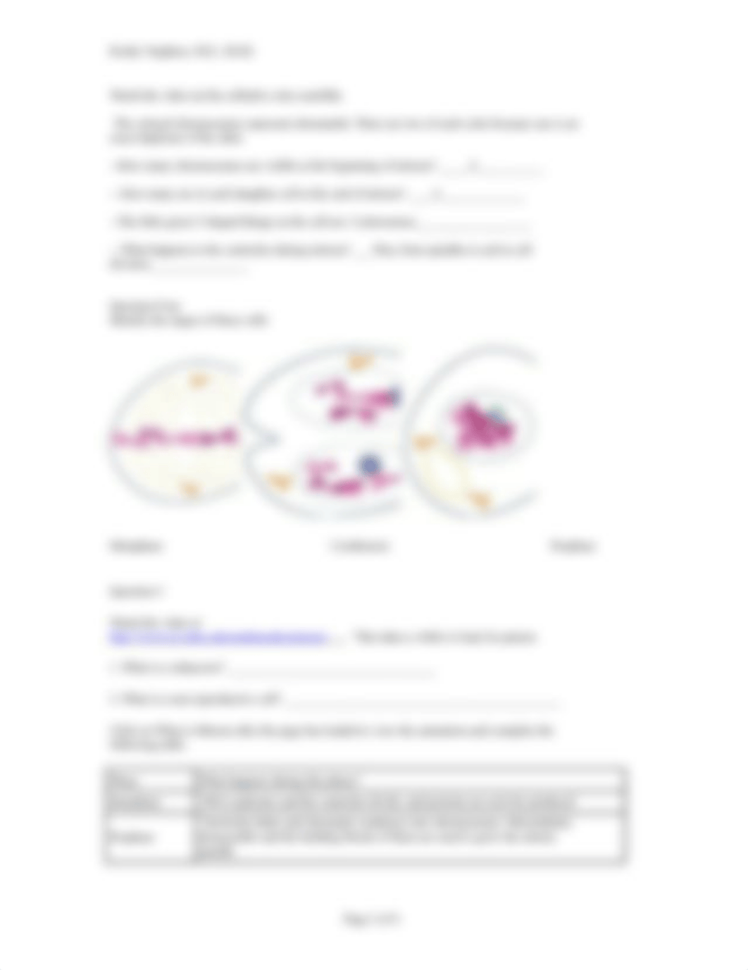 Lab 06 - Cell Division Lauren Peterson.docx_dq8bp2dsqz2_page2