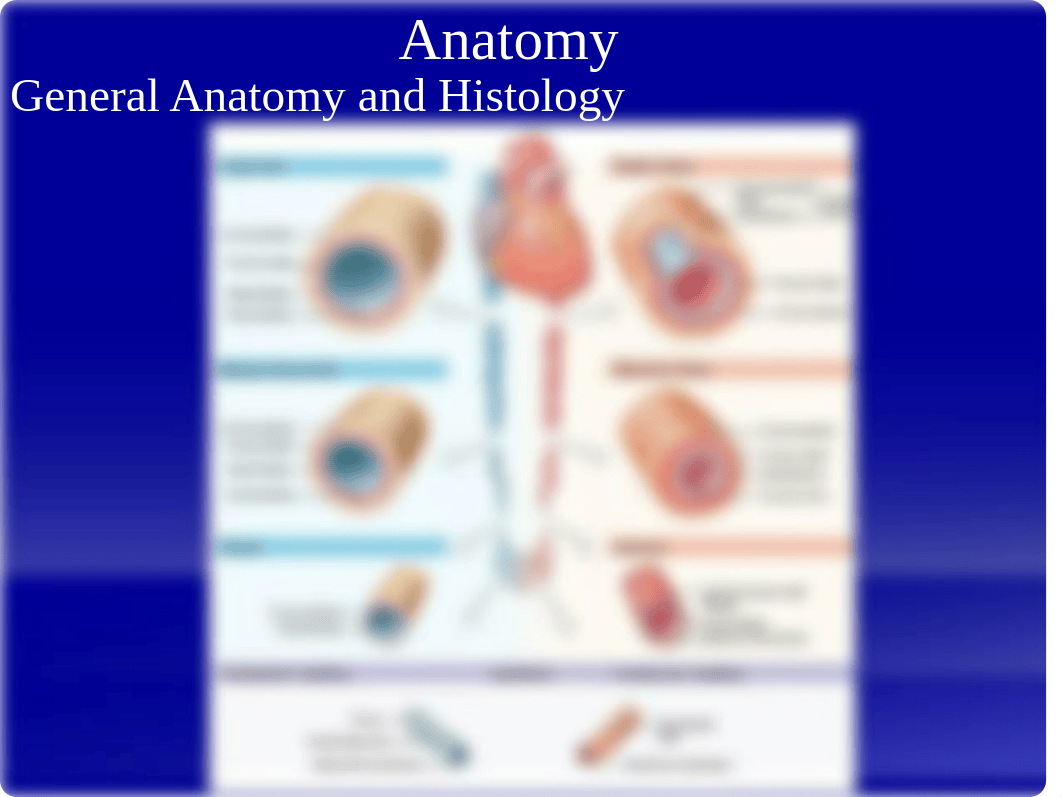 7.1 - CV Vascular Anatomy 2018.pptx_dq8n78qkles_page2