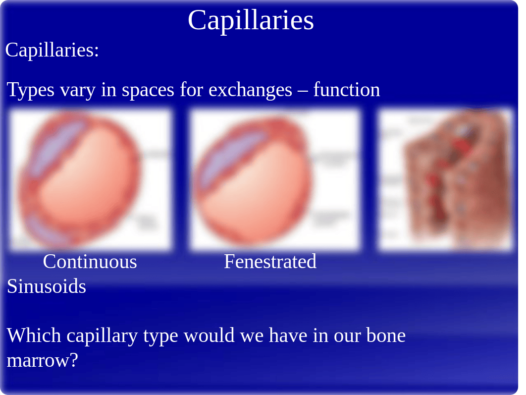 7.1 - CV Vascular Anatomy 2018.pptx_dq8n78qkles_page5