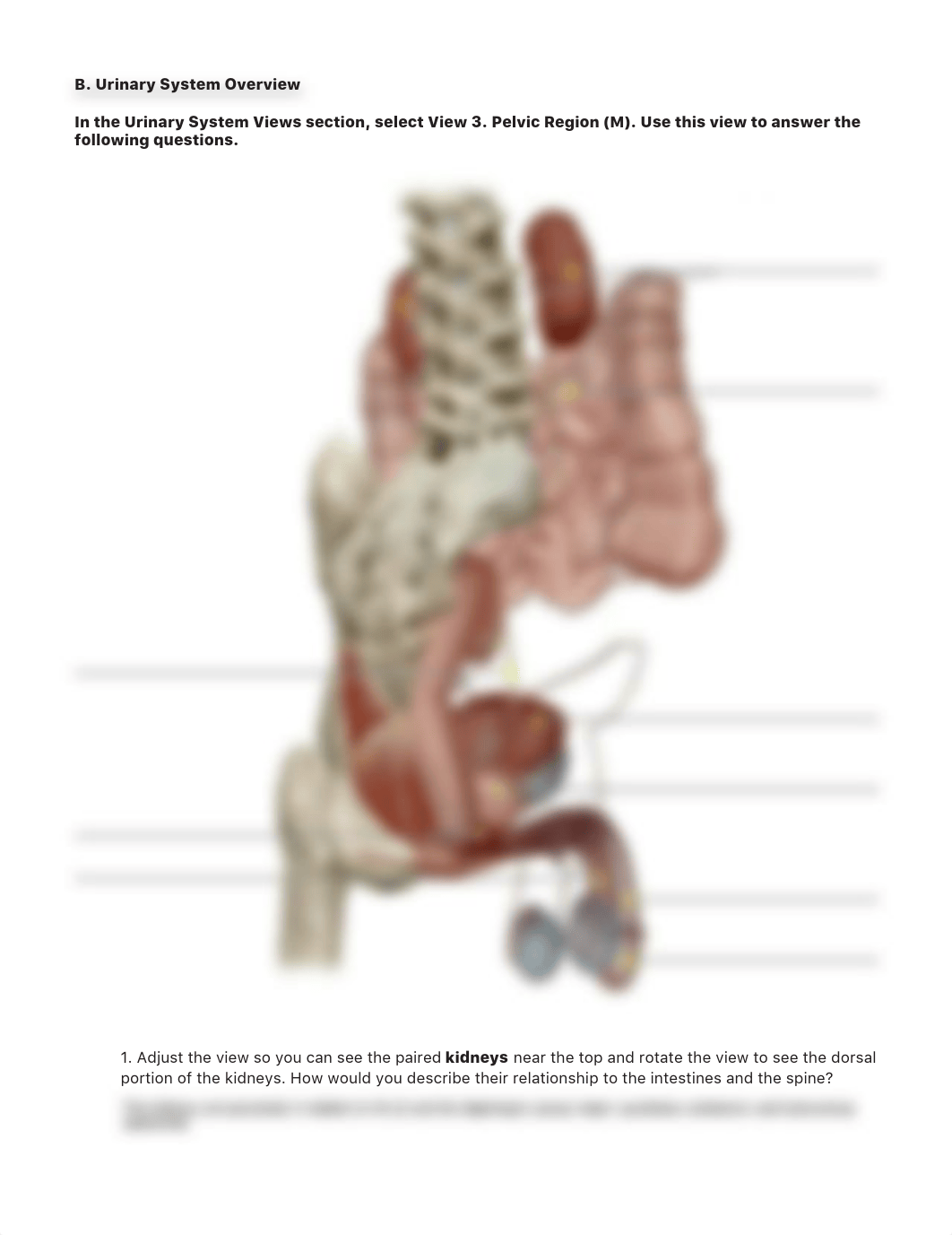 lab manual_urinary_atlas EP.pdf_dq96ydiinzg_page5