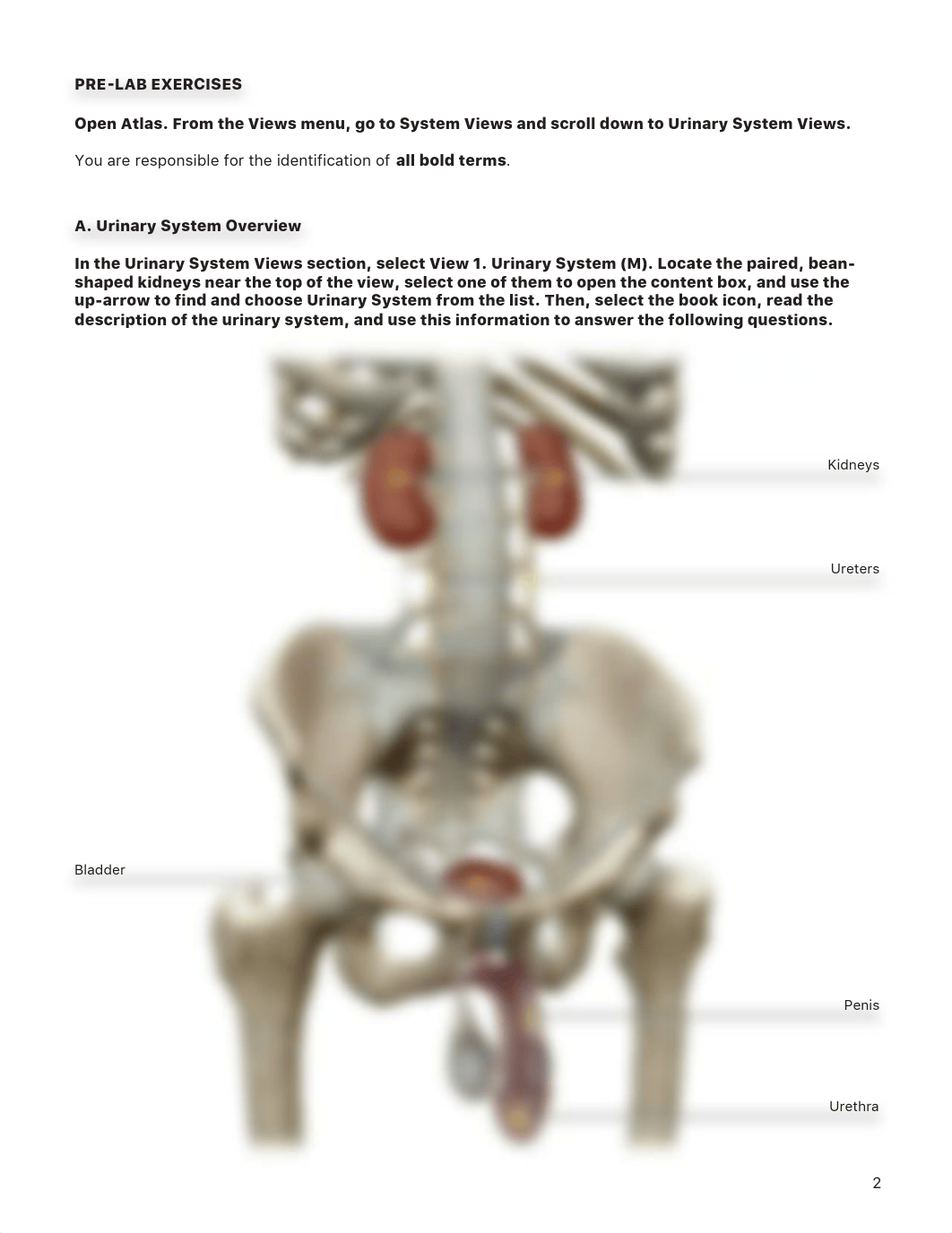 lab manual_urinary_atlas EP.pdf_dq96ydiinzg_page2