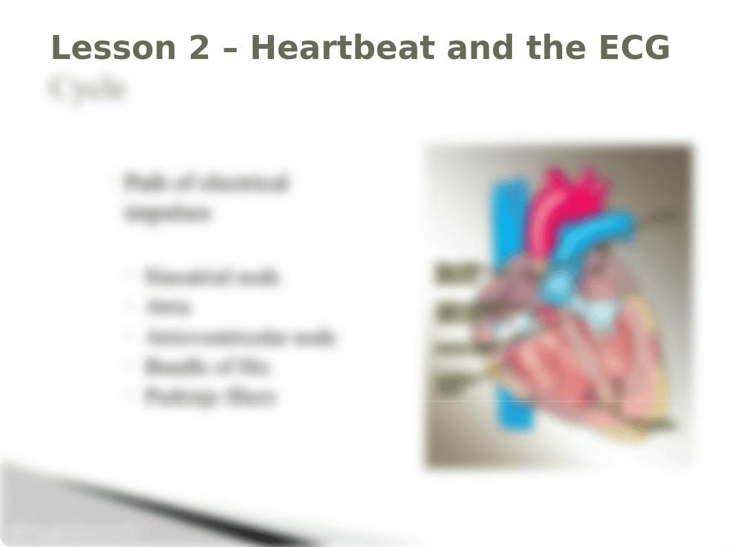 Heartbeat and the ECG Cycle Lesson 2 (1).pptx_dq9vi9g79du_page4