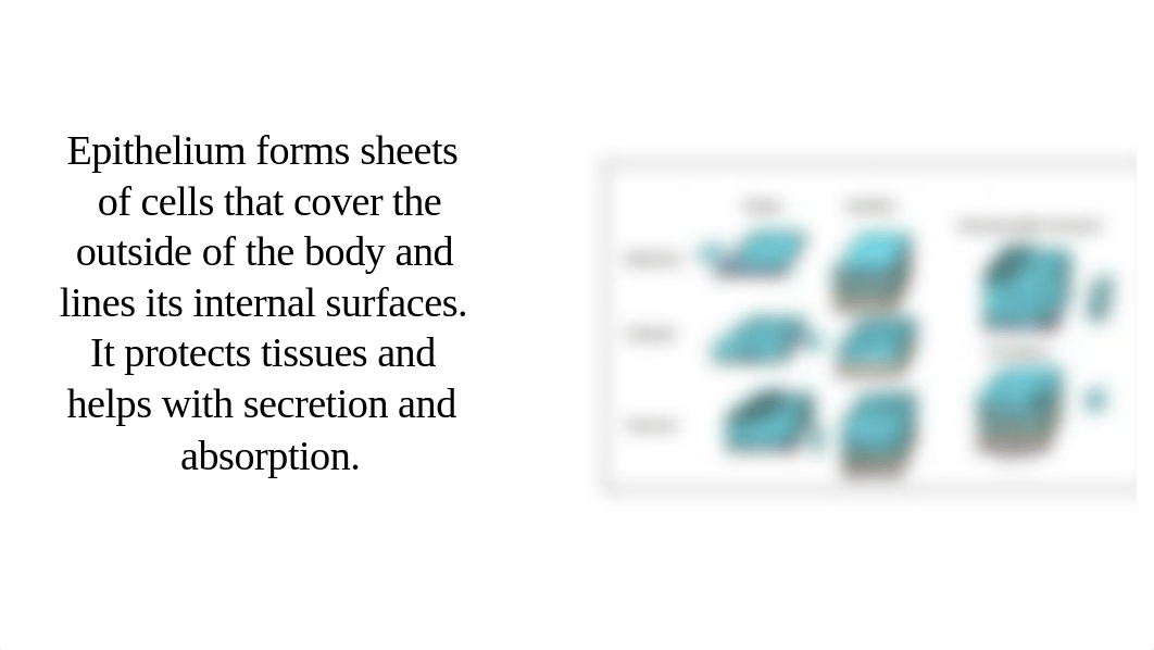 histology project.pdf_dqa2rhk1ow5_page5