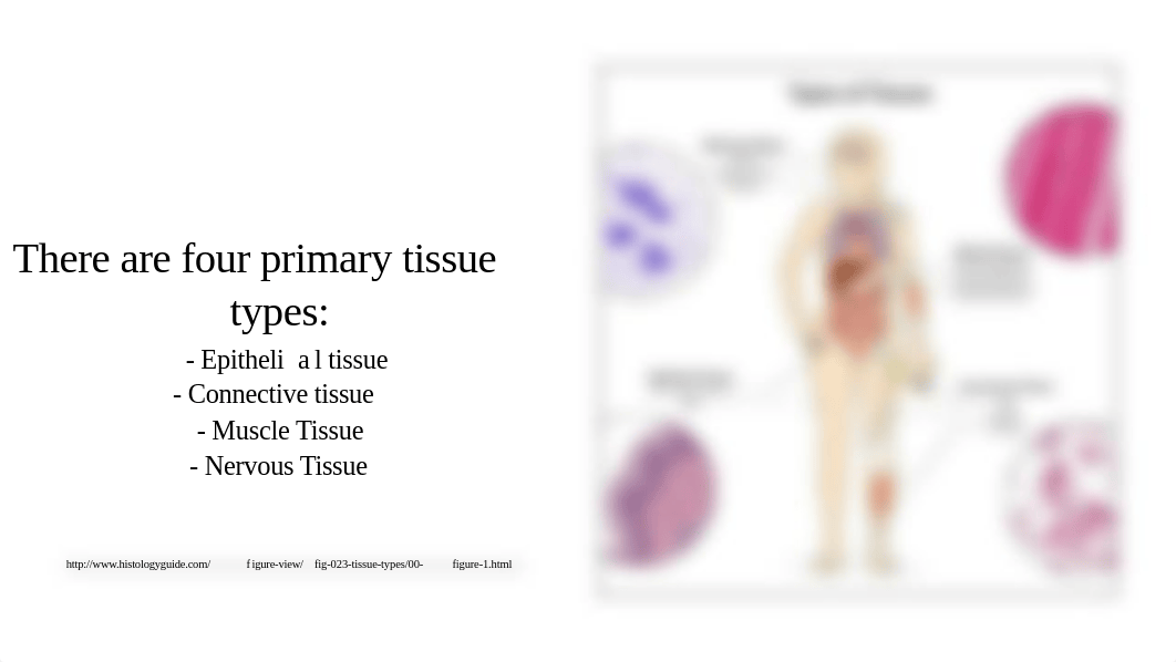 histology project.pdf_dqa2rhk1ow5_page4