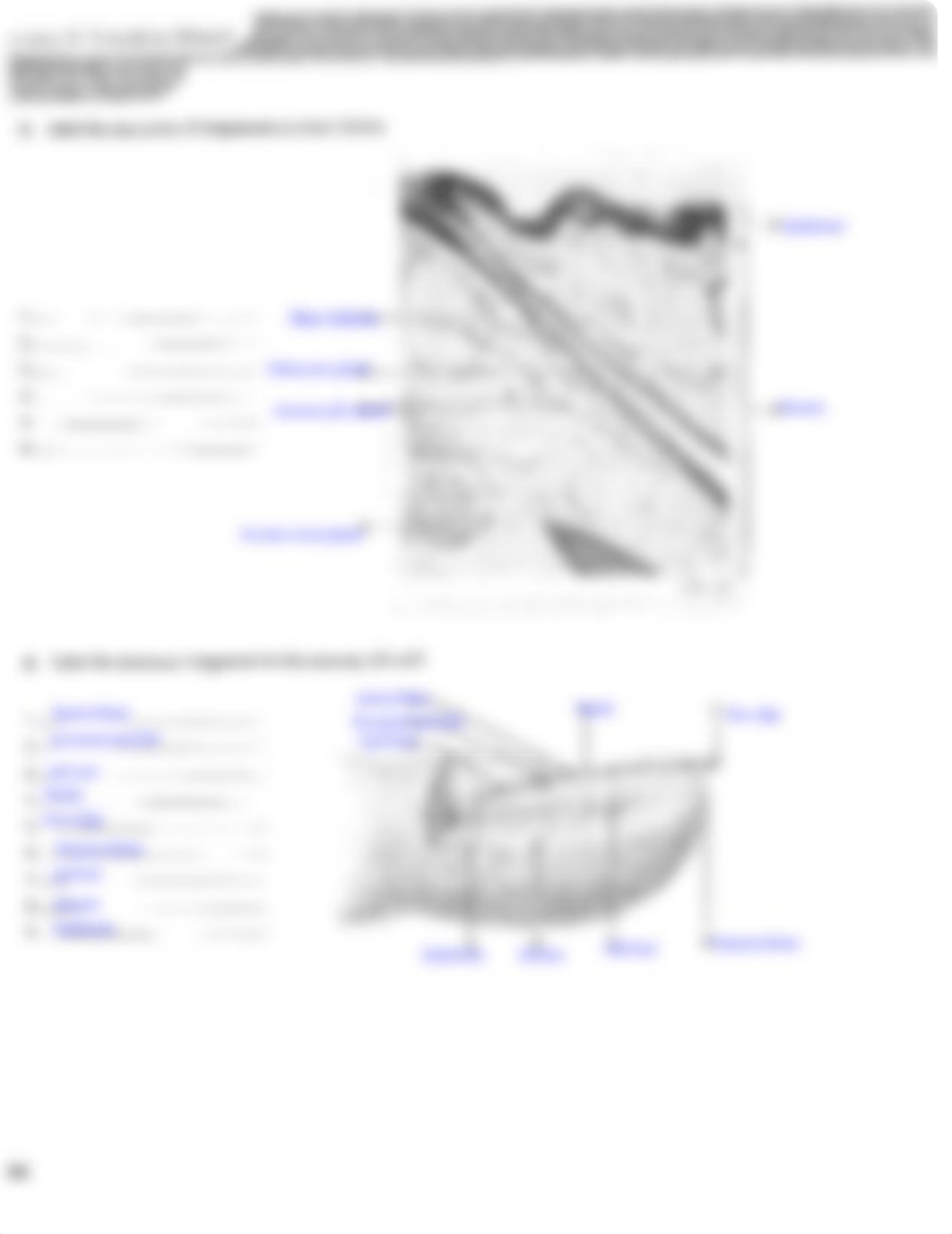 131 Lab Chapter 11 HW.pdf integumentary system.pdf_dqa8uv0y6kb_page2