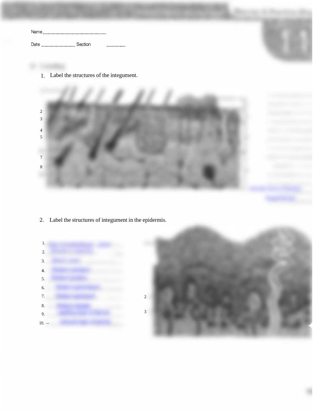 131 Lab Chapter 11 HW.pdf integumentary system.pdf_dqa8uv0y6kb_page1