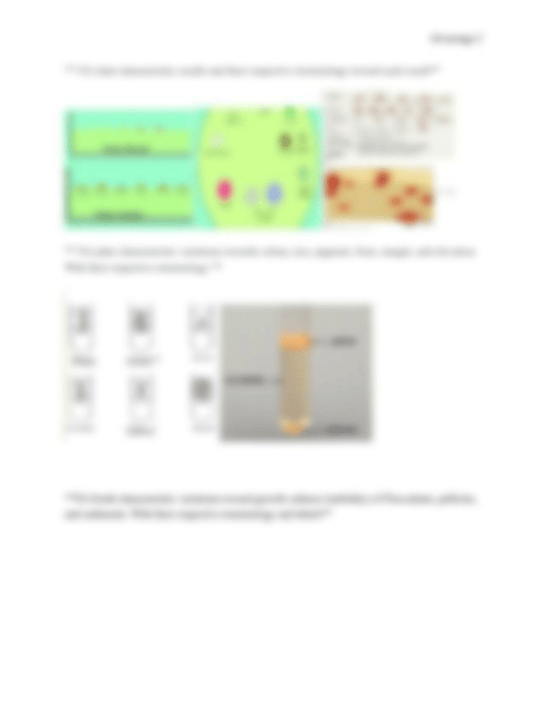 Bacterial cultural characteristics Lab (3).docx_dqavb994veg_page2