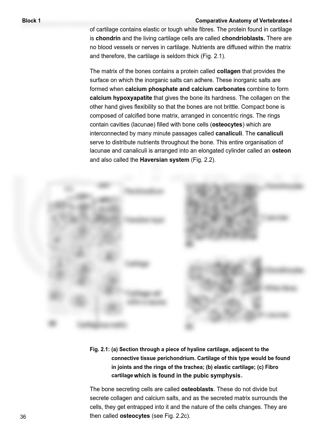 Unit 2 Skeletal System.pdf_dqb5p65574j_page4