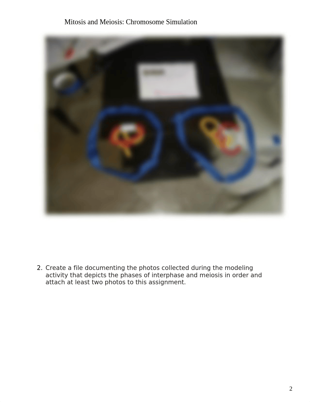 jbrowning meiosis and mitosis lab.docx_dqbiasksgbt_page2