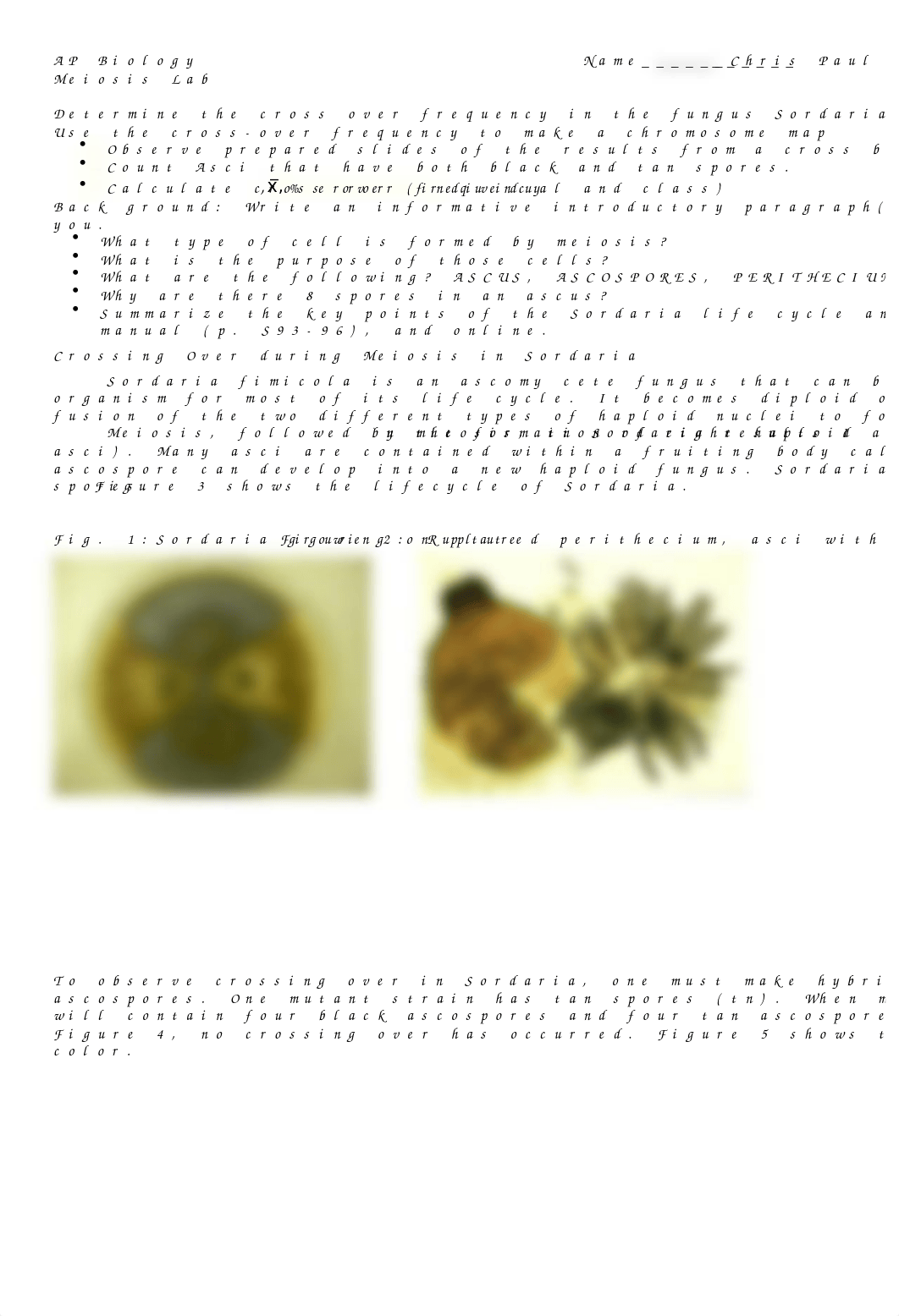 Meiosis+Lab.doc_dqbo8geib8c_page1