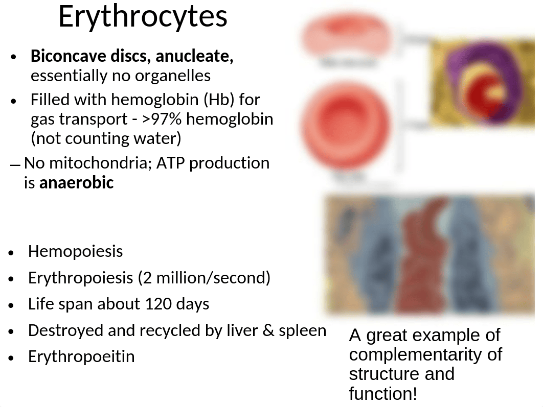 Lab Exercise 3 - Blood.ppt_dqbrts5lphc_page4