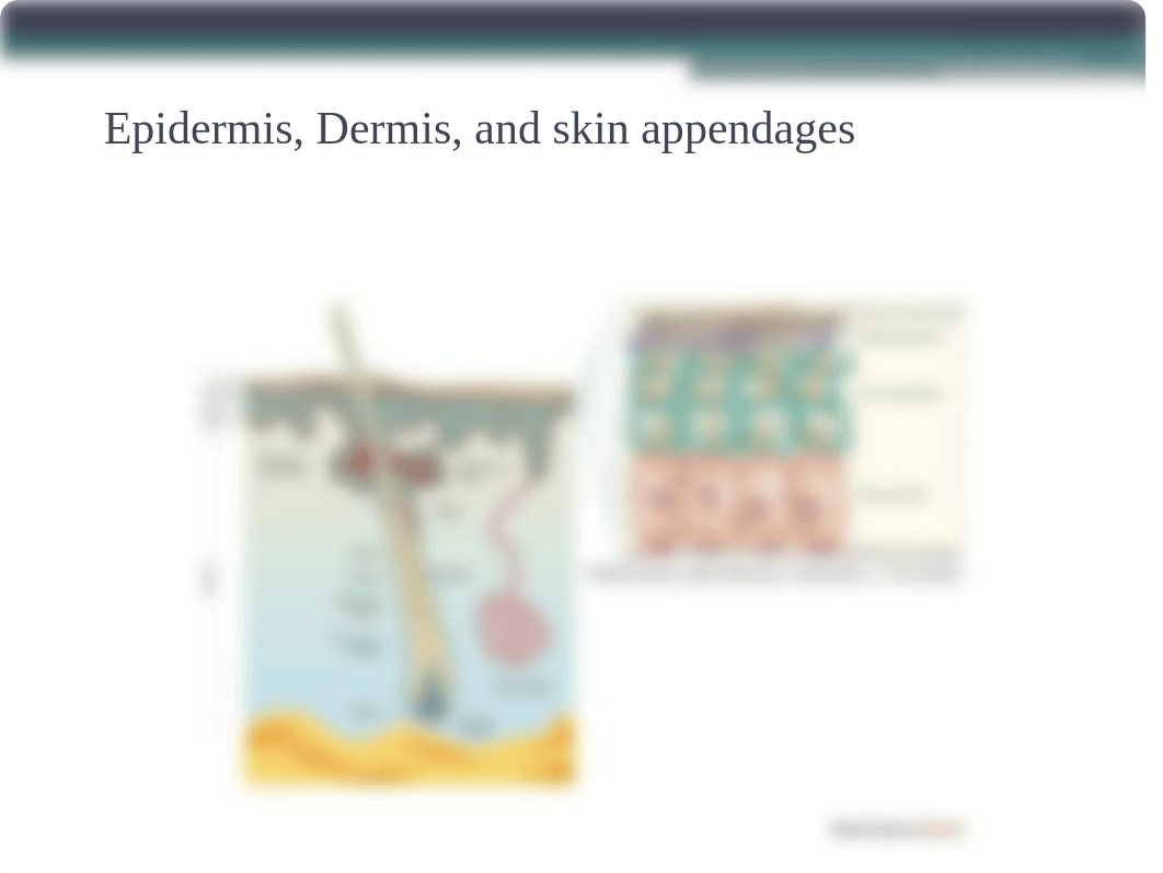 Common Dermatological Presentations_Student.pptx_dqc1crkd4im_page2