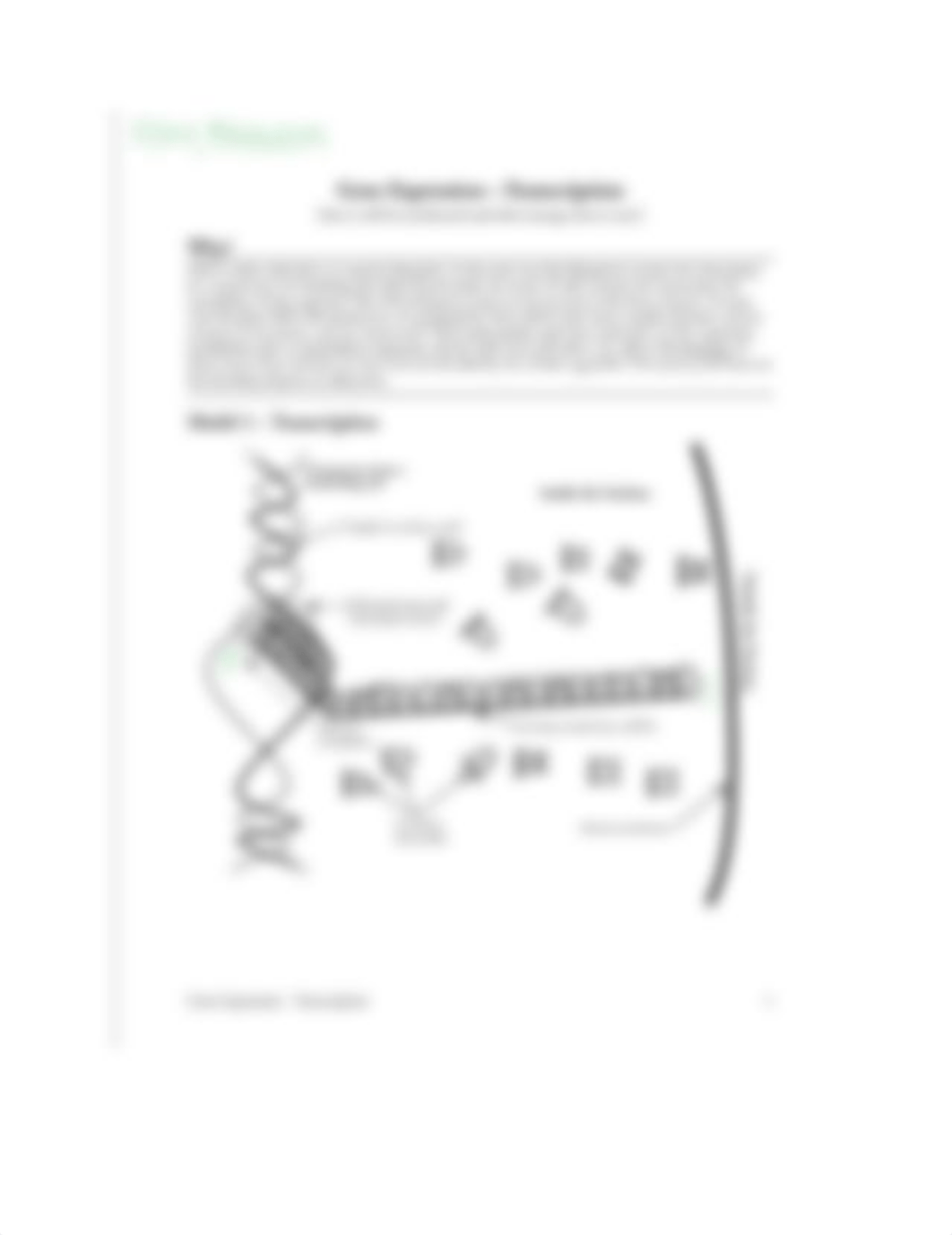 EAnderson Gene Expression - Transcription.docx_dqcbqs1i62k_page1