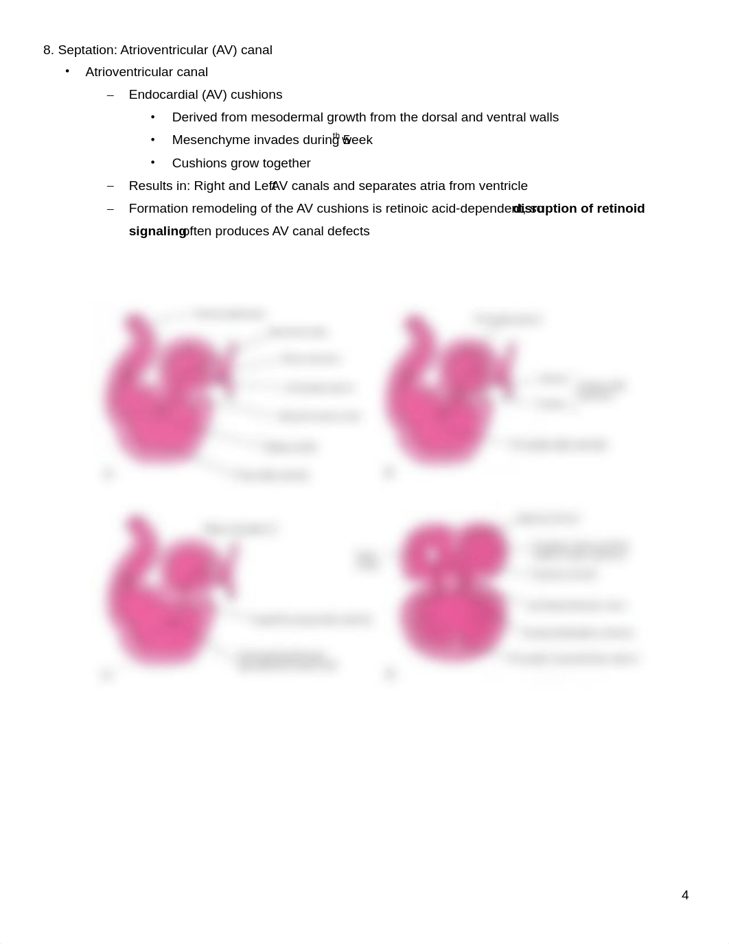 11-18_Lecture Handout Cardiovascular Embryology S_Keim.pdf_dqcdybrcvgx_page4