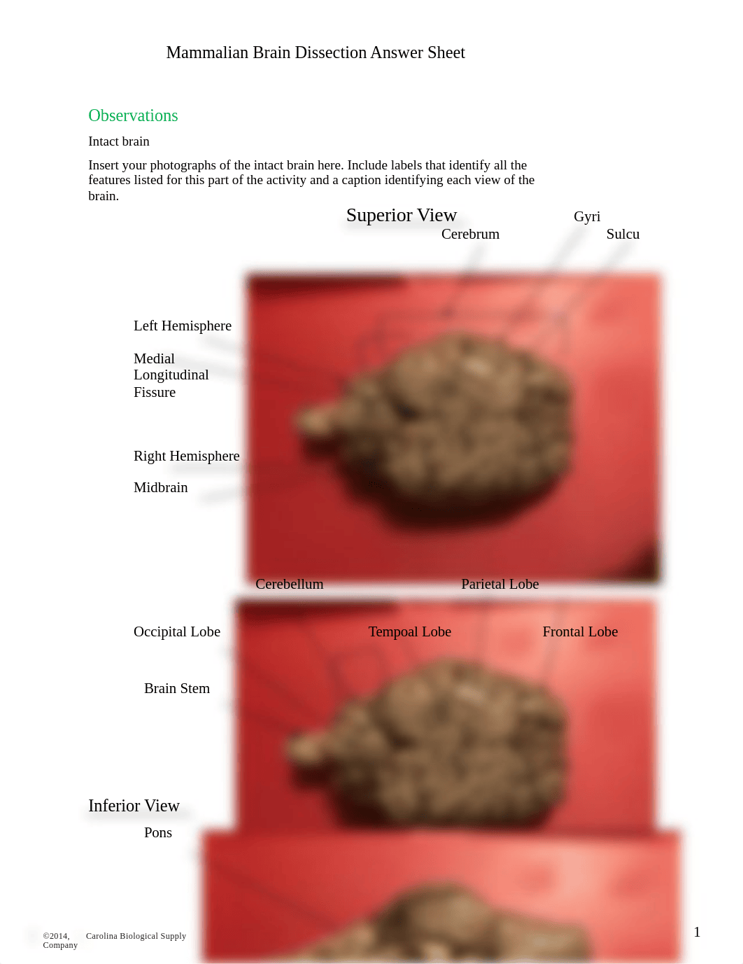 Mod 4-Brain disection.docx_dqdoxdgt5lu_page1