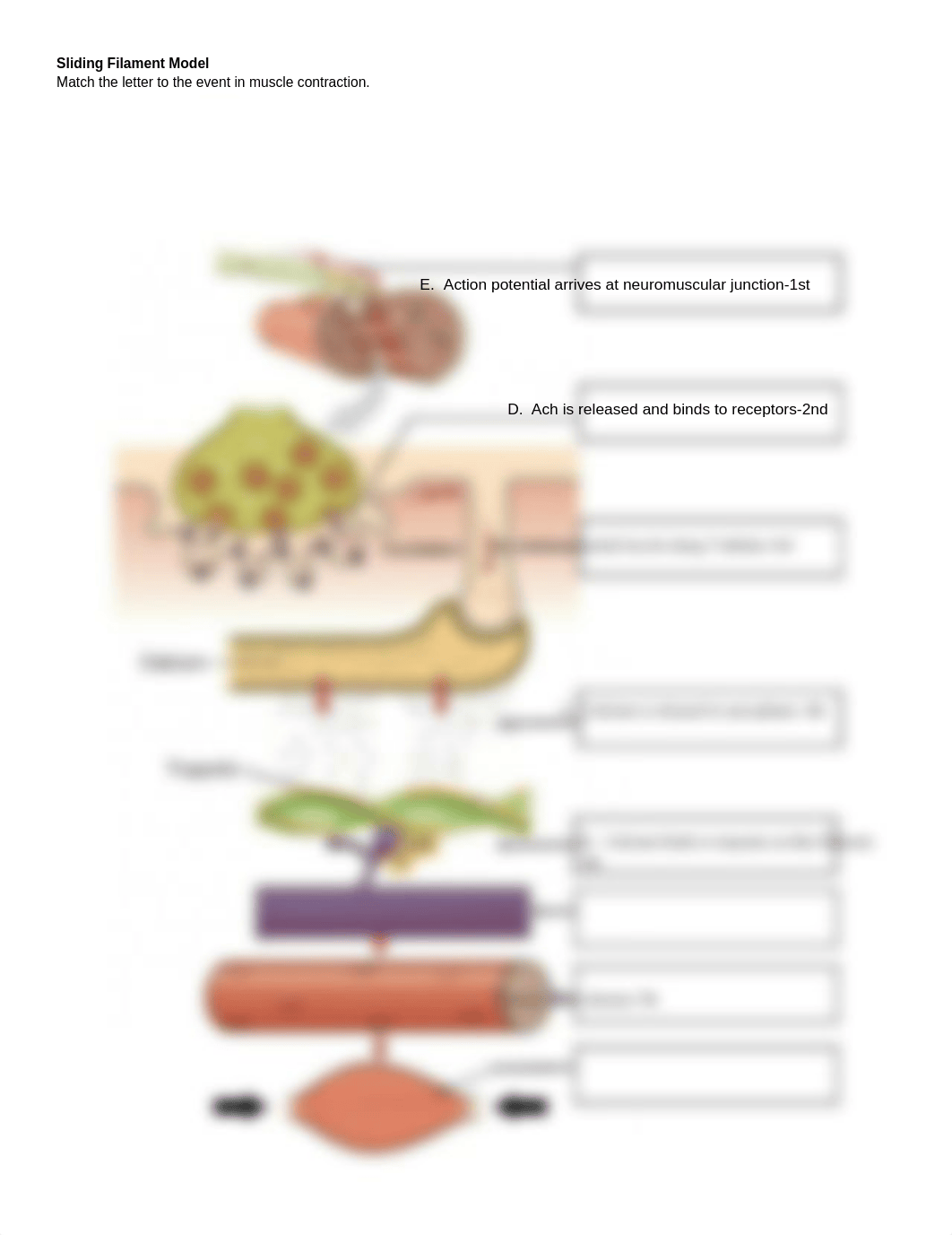 Copy of (STUDENT) Sliding Filament Model.docx_dqdsxcv57dn_page1