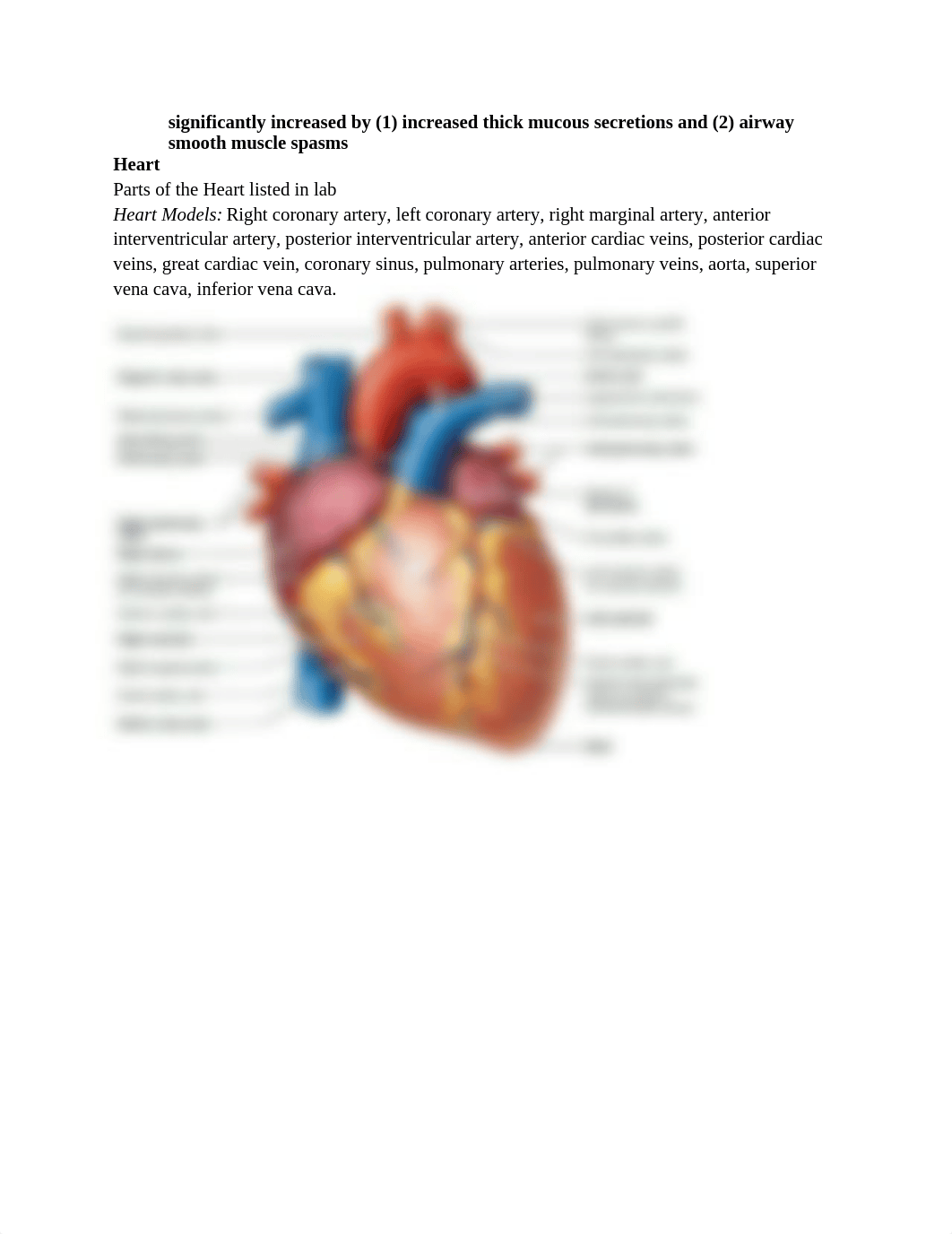 Lab Practical #3 Blood Vessels Heart Respiratory Fall 2016 Study Guide.docx_dqe1aheiv4c_page2