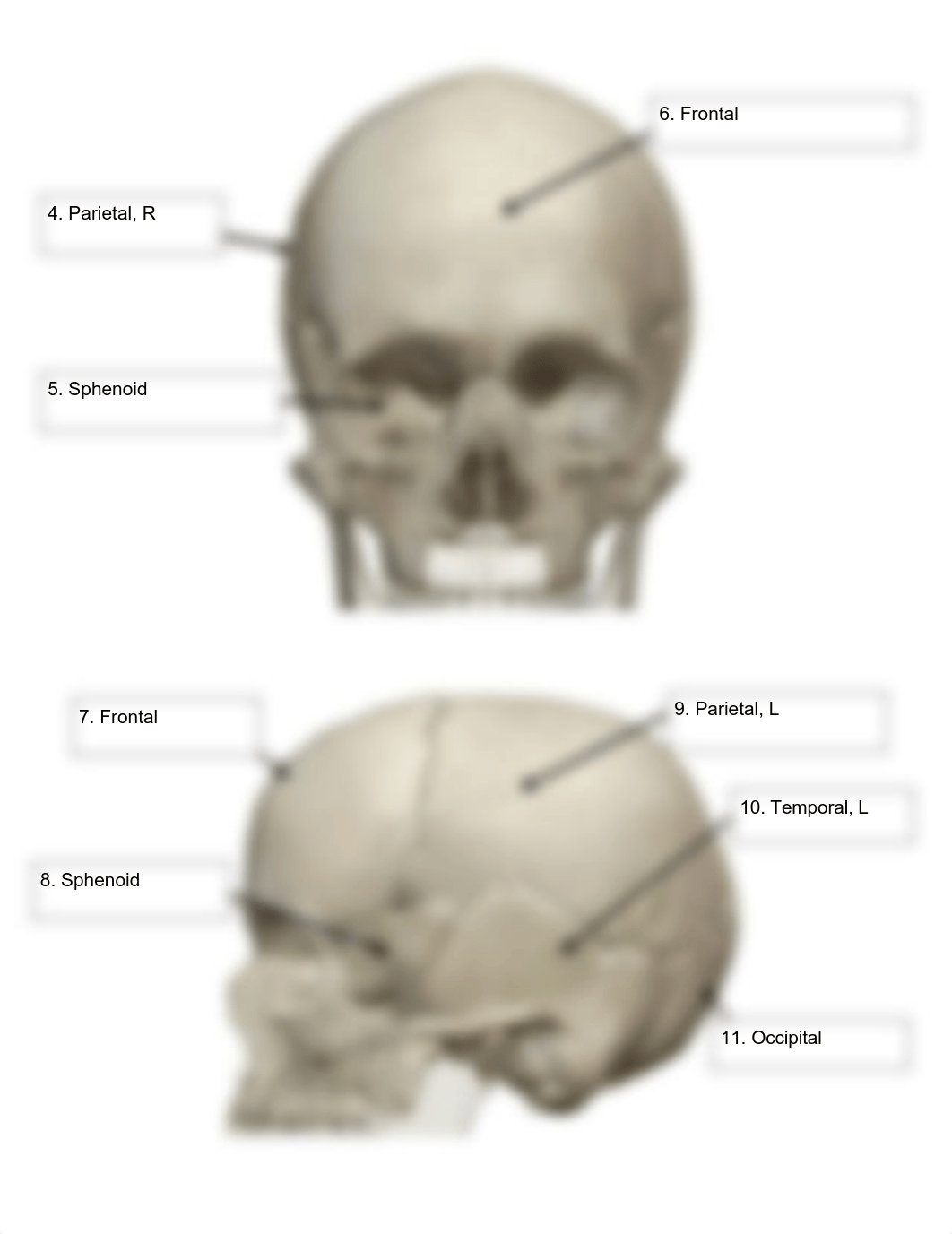 BIO 210 Lab 5 The Skull SP2021 FINAL (1).pdf_dqe3wuc719j_page3