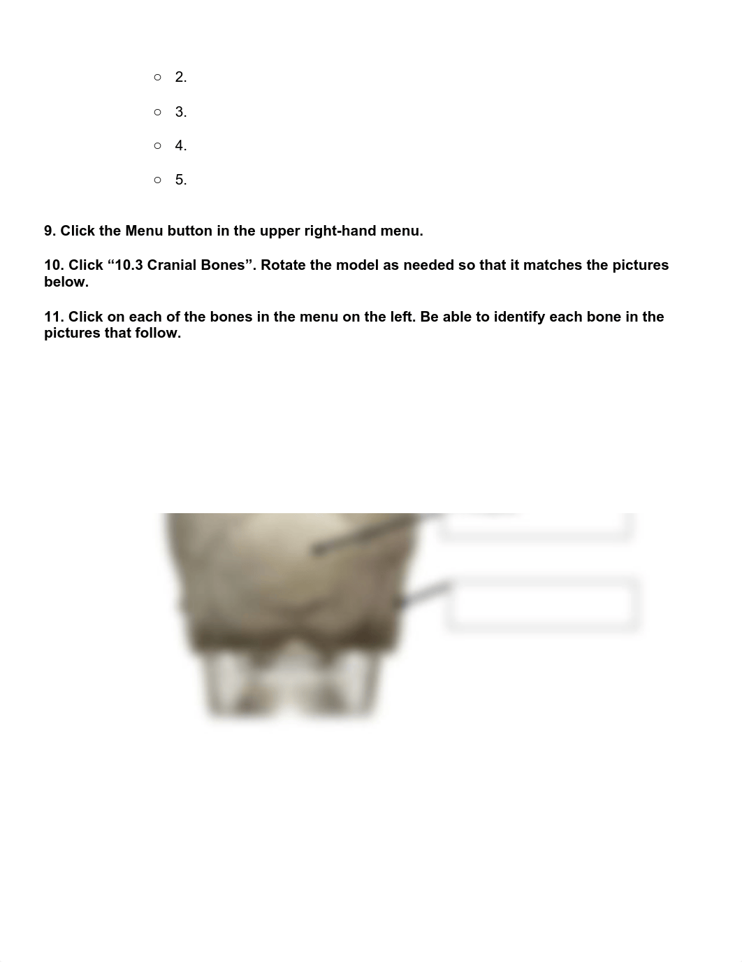 BIO 210 Lab 5 The Skull SP2021 FINAL (1).pdf_dqe3wuc719j_page2