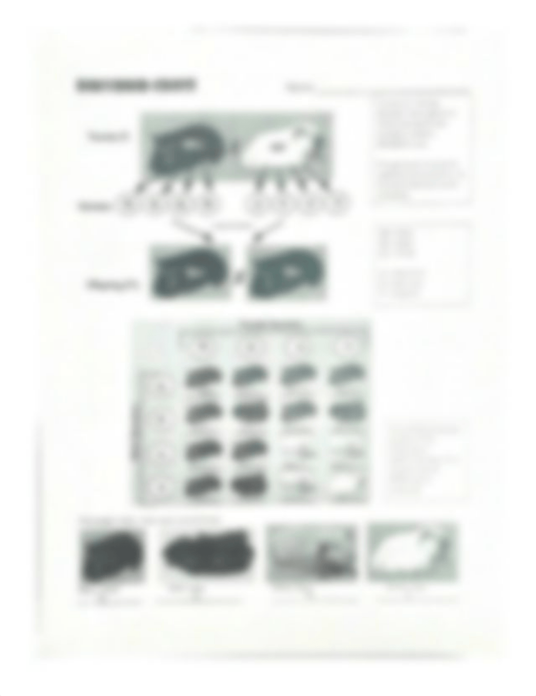 Genetic Crosses that Involve 2 Traits.pdf_dqe59a74j00_page3