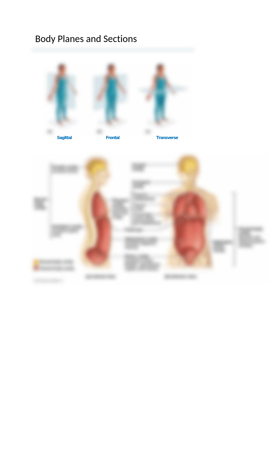 bio 220 lab 1 notes.docx_dqee1j8mfvn_page2