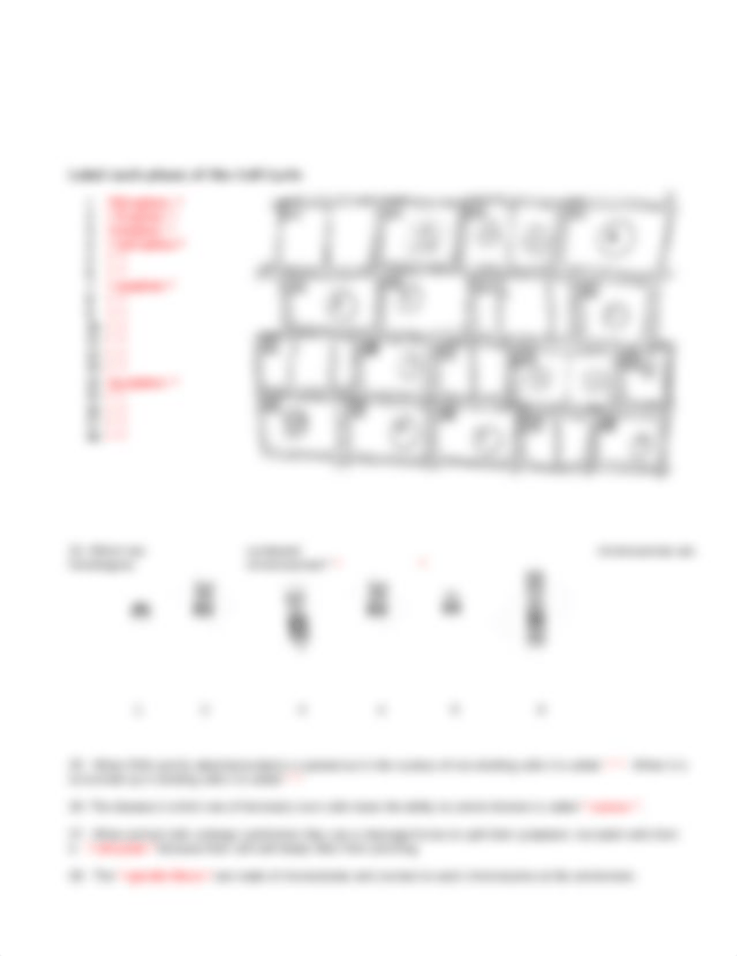 Copy of Cell Division Test Review.docx_dqeton9evaj_page2