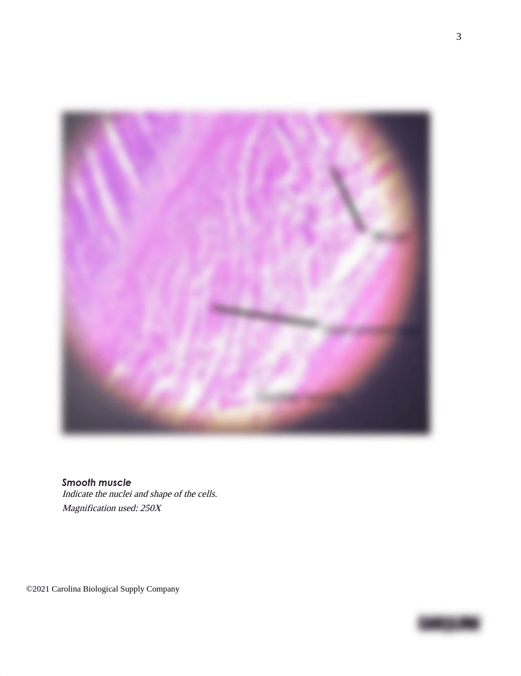 BIO201 Introduction to Histology_Muscles_Answer sheet (1).docx_dqezb9qvyrm_page3