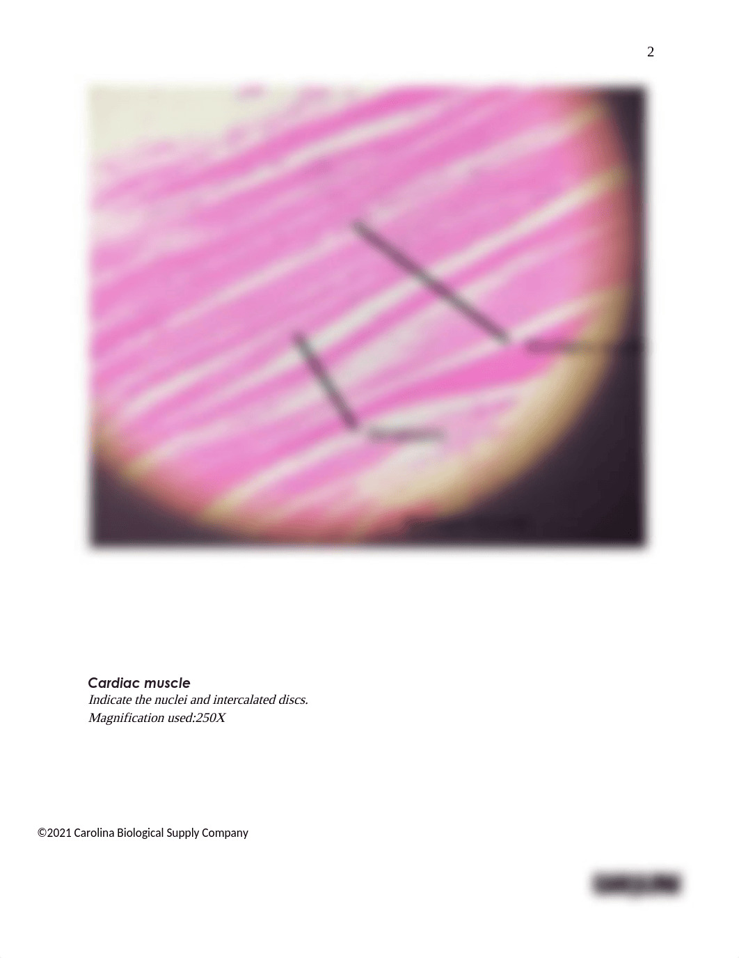 BIO201 Introduction to Histology_Muscles_Answer sheet (1).docx_dqezb9qvyrm_page2