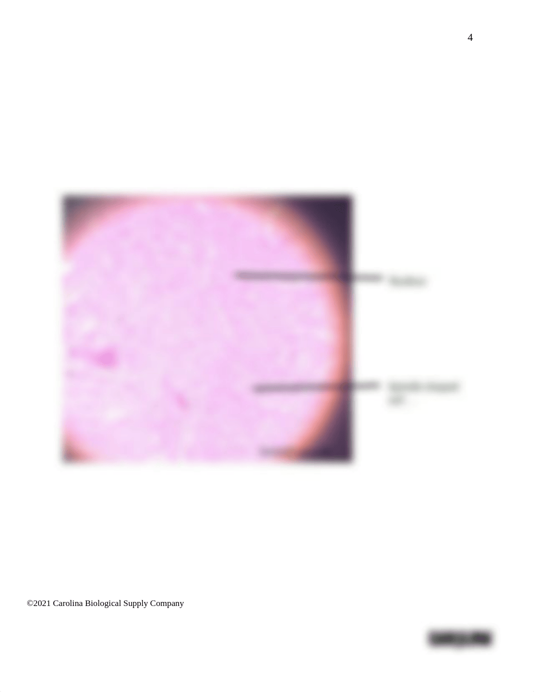 BIO201 Introduction to Histology_Muscles_Answer sheet (1).docx_dqezb9qvyrm_page4