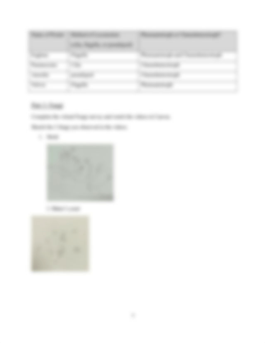 Lab 10 Report - Bacteria, Protista, Fungi.doc_dqf5gofgf20_page4