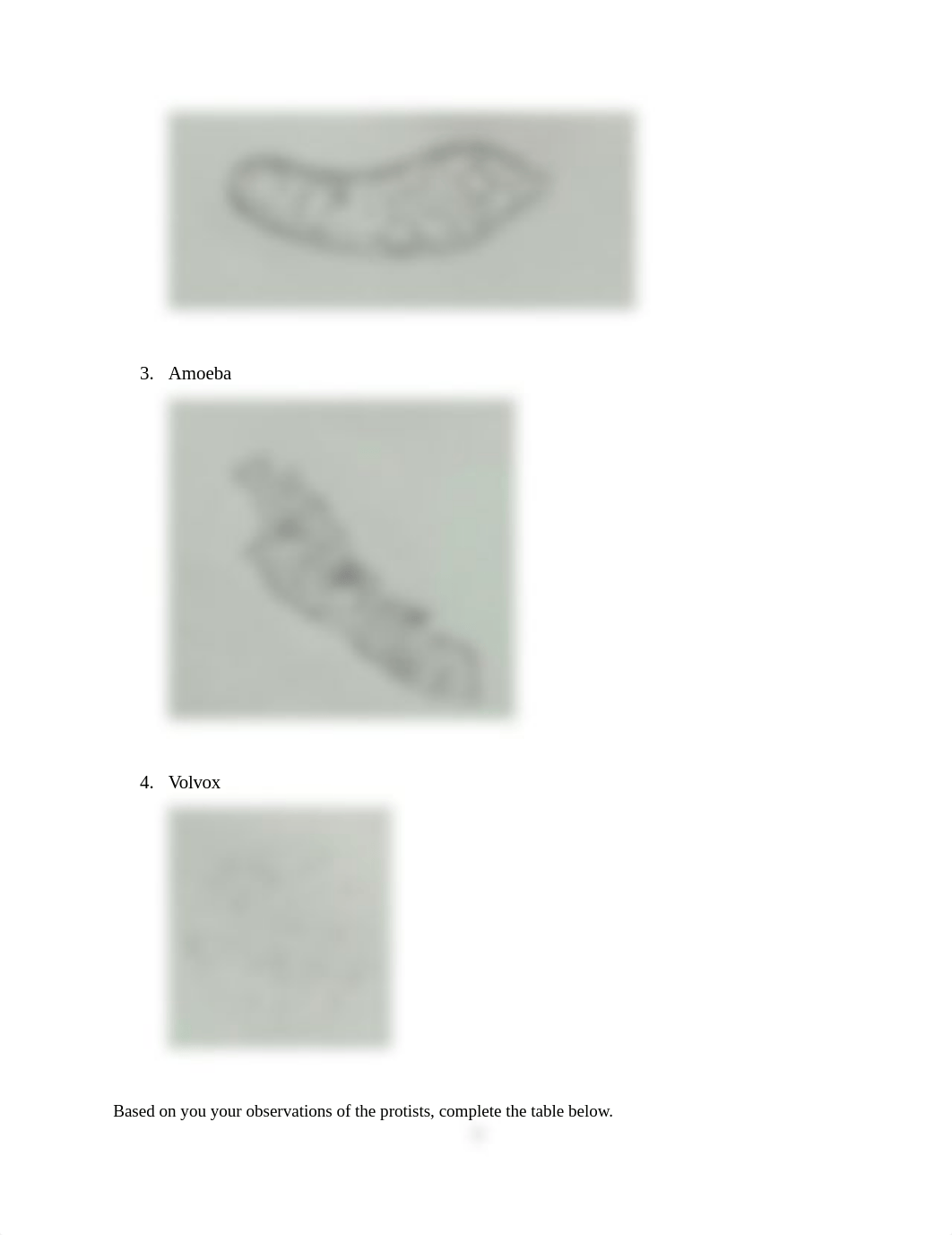 Lab 10 Report - Bacteria, Protista, Fungi.doc_dqf5gofgf20_page3