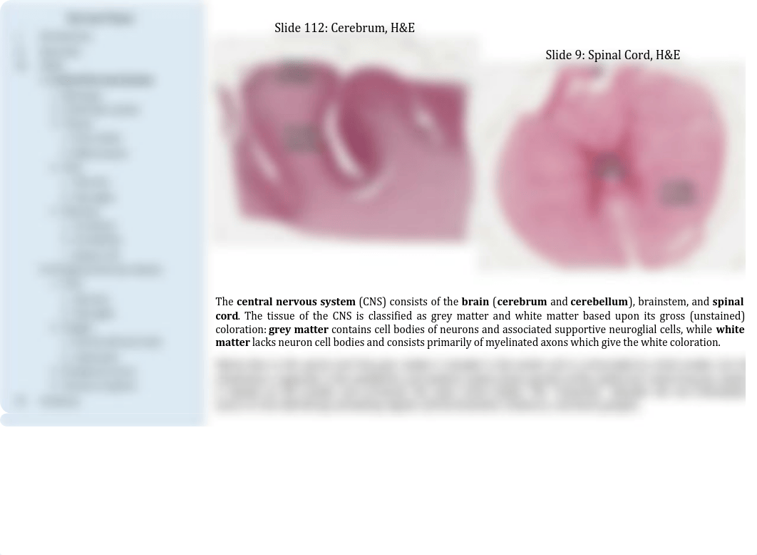 07 - Nervous Tissue.pdf_dqfdvrpk53s_page4