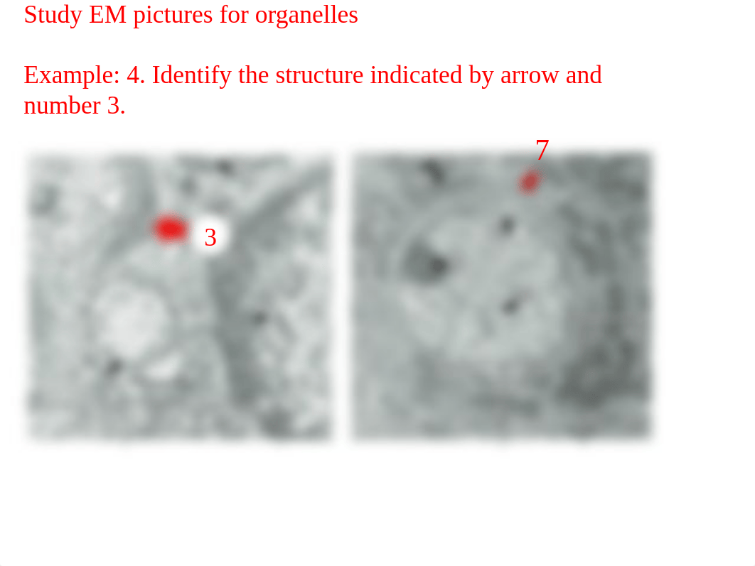 Lab Study Guide.ppt_dqflb9u6pb9_page5