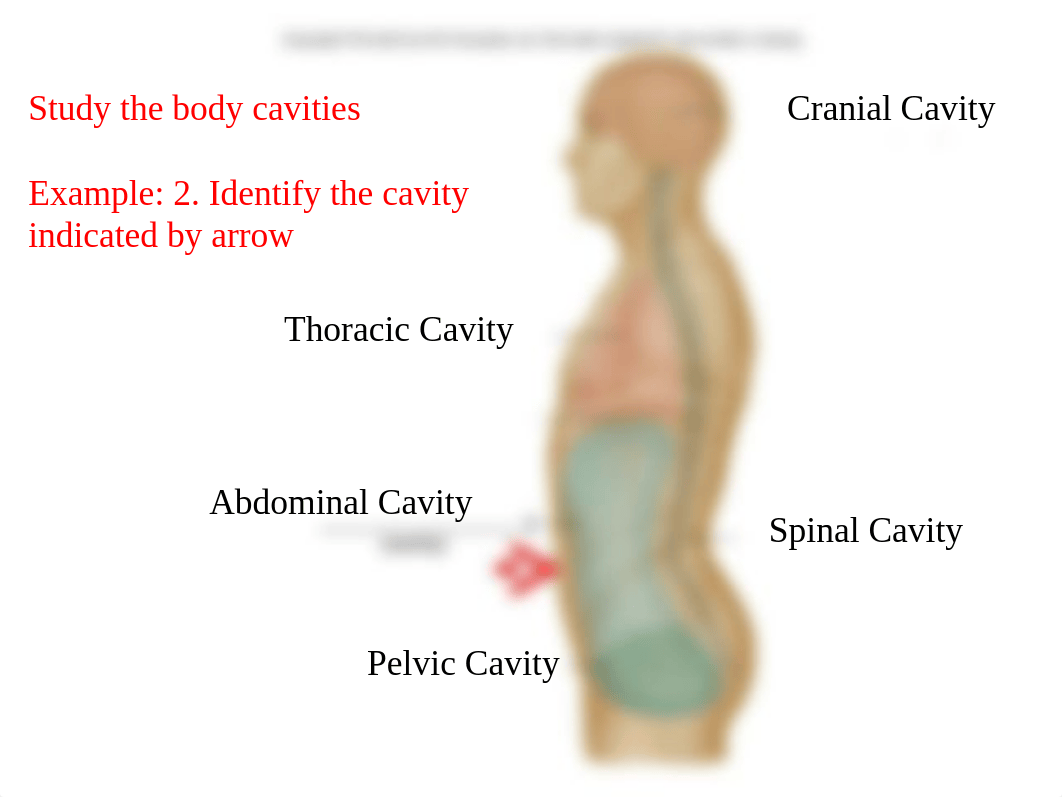 Lab Study Guide.ppt_dqflb9u6pb9_page3