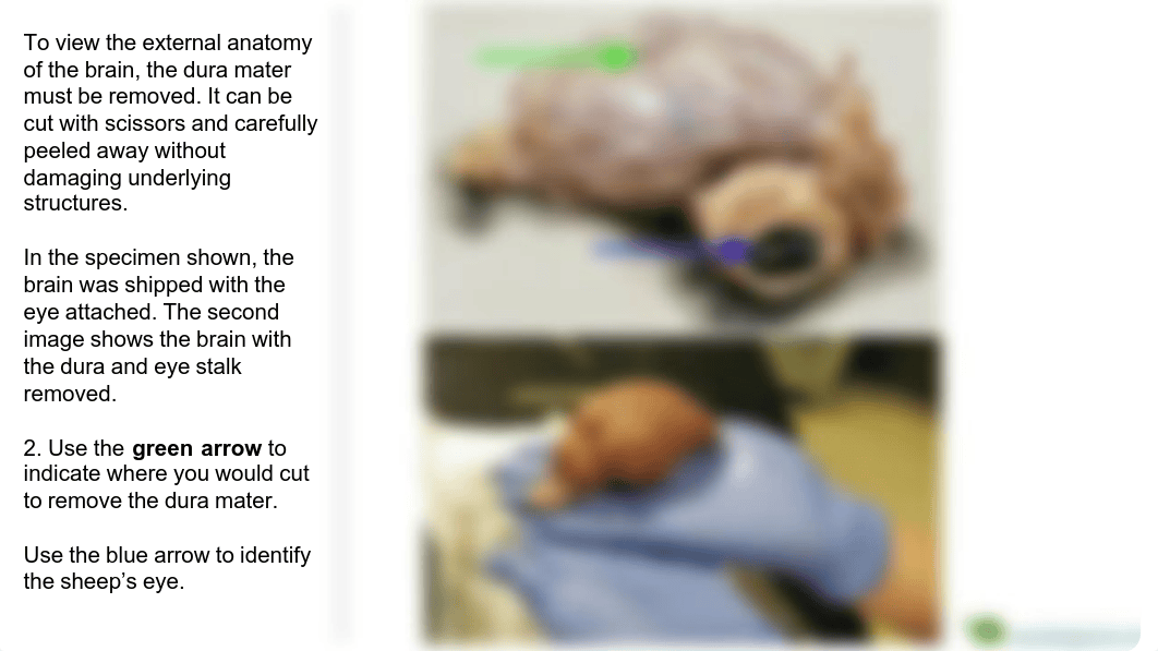 Sheep Brain Dissection lab (Online).pdf_dqfsa9om980_page4