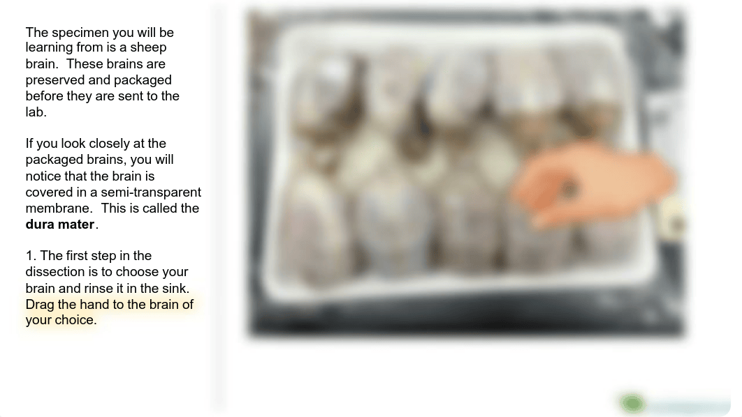 Sheep Brain Dissection lab (Online).pdf_dqfsa9om980_page3