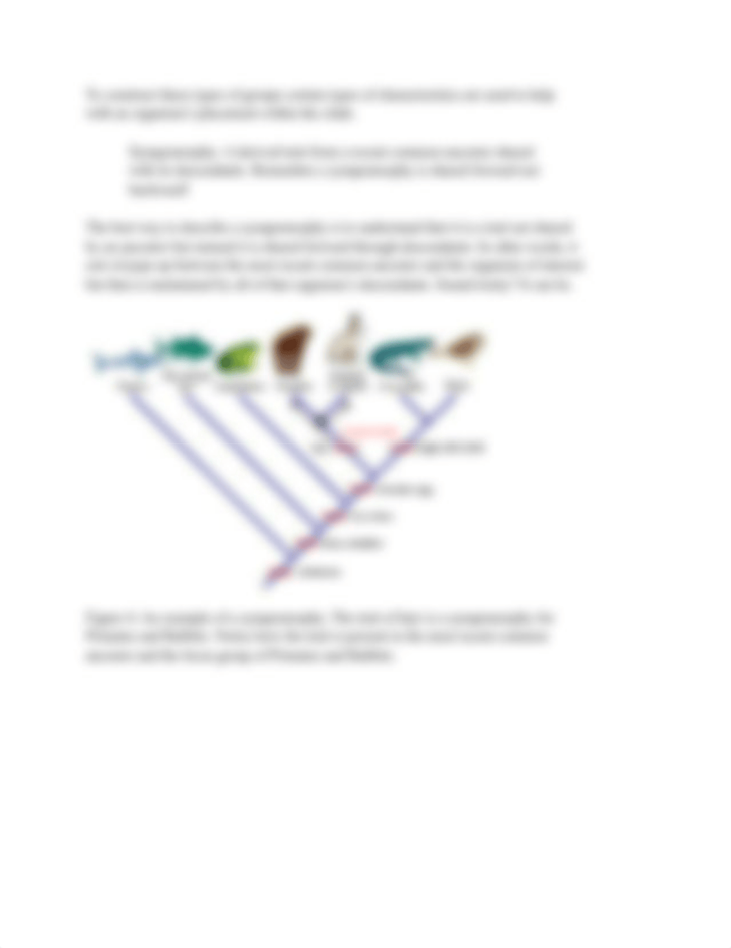 Lab 4 Phylogenetic Systematics.pdf_dqfxscc8gy3_page4