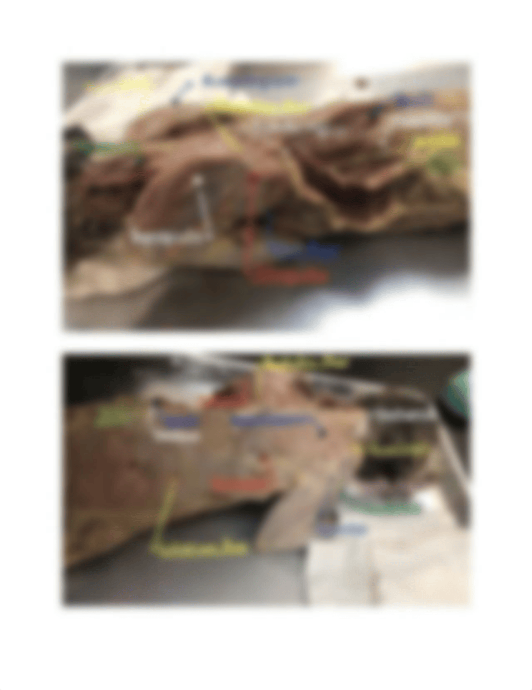 Anatomy_Muscle_Practical_(Finished)_dqfzmaalzb6_page5