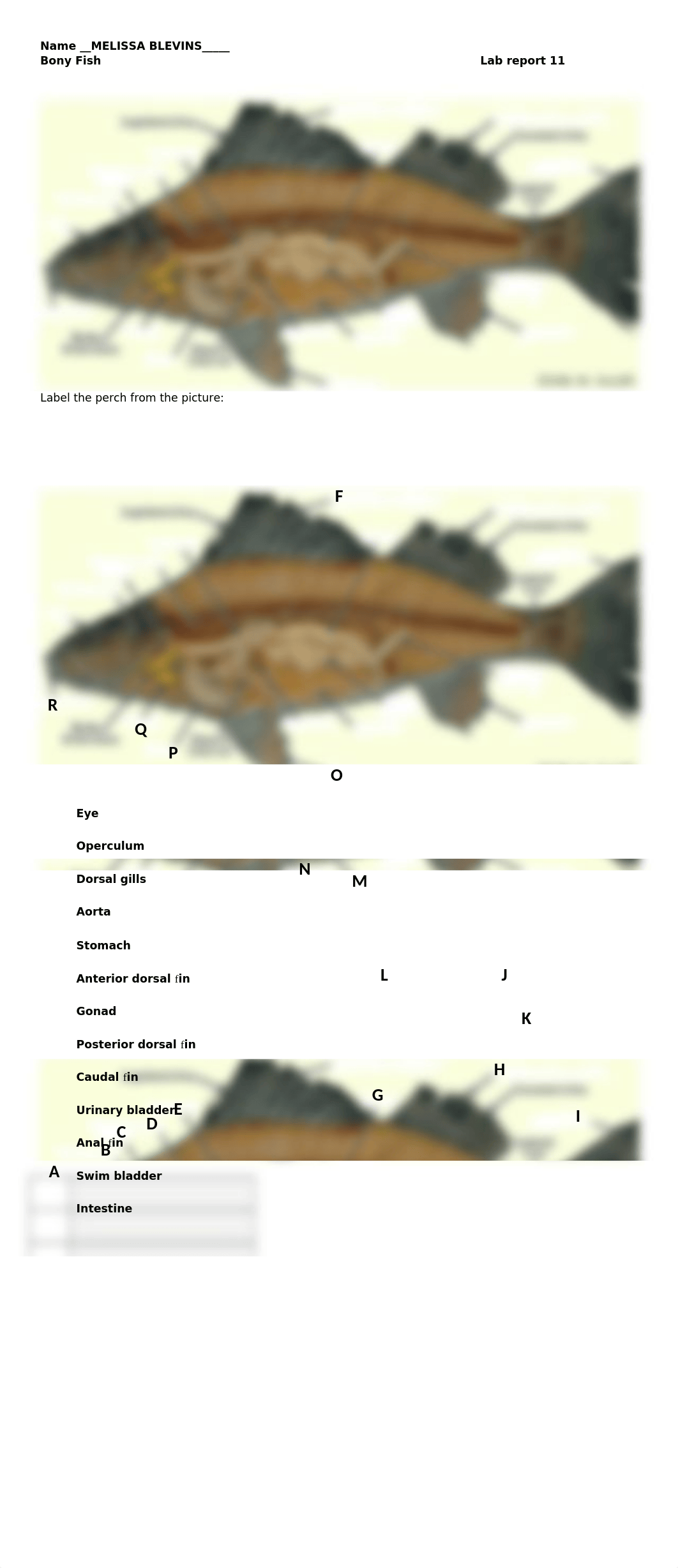 AutoRecovery save of Lab Report 11 Fish.asd   MELISSA BLEVINS.docx_dqg23qcnap8_page1