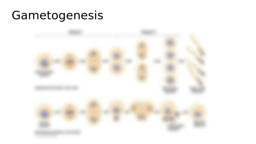 Quest 1_Gametogenesis and Embryogenesis.pptx_dqhkmmgzk91_page4