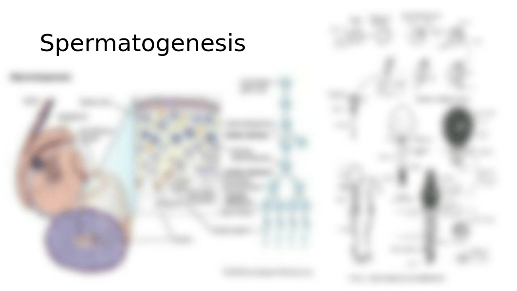 Quest 1_Gametogenesis and Embryogenesis.pptx_dqhkmmgzk91_page5