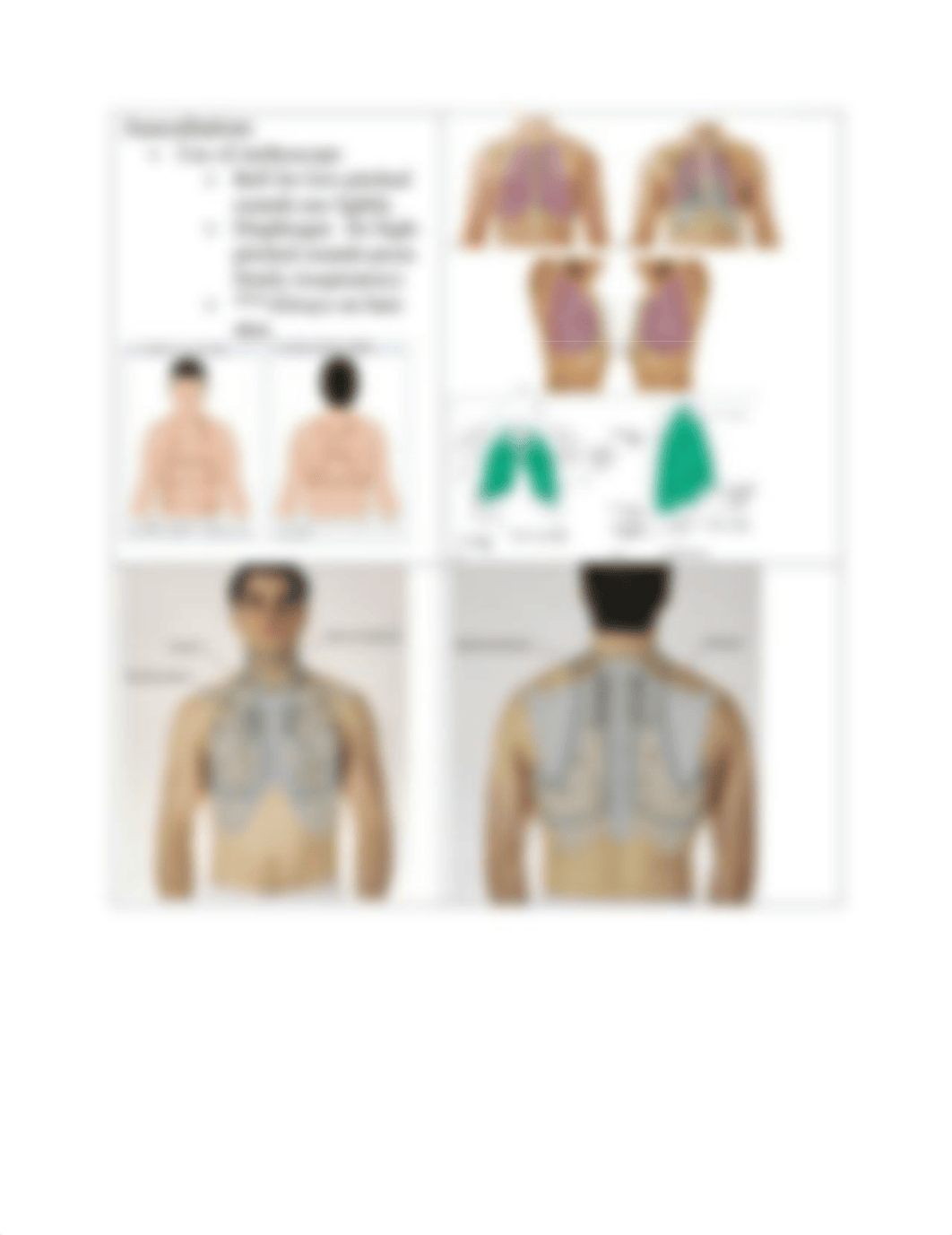 Respiratory Assessment Study Guide Test 2 Adult 2.pdf_dqhkuug1zq0_page4