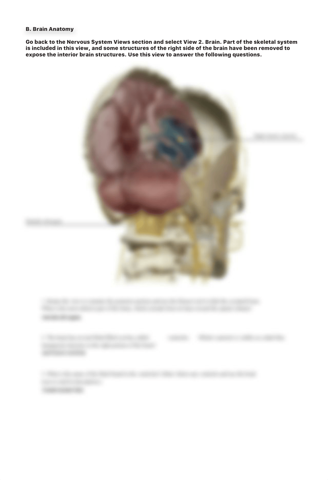 lab manual the brain Bio 200-L23.pdf_dqhvdwxre7w_page4