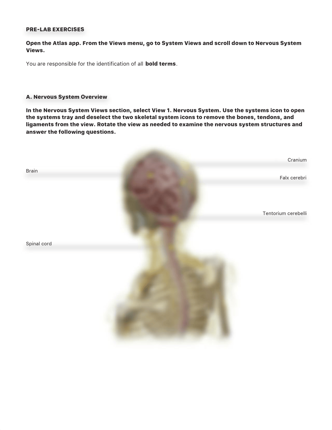 lab manual the brain Bio 200-L23.pdf_dqhvdwxre7w_page2