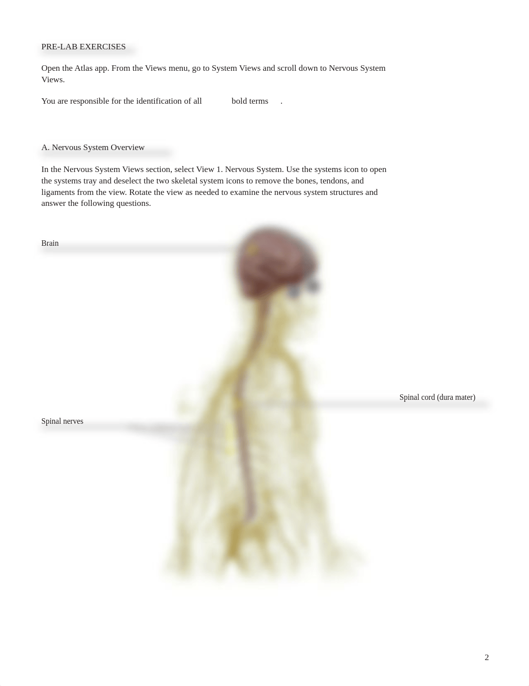 Bio 200-L23 Lab maunal Spinal Cord and spinal nerves.pdf_dqi8of2aval_page2