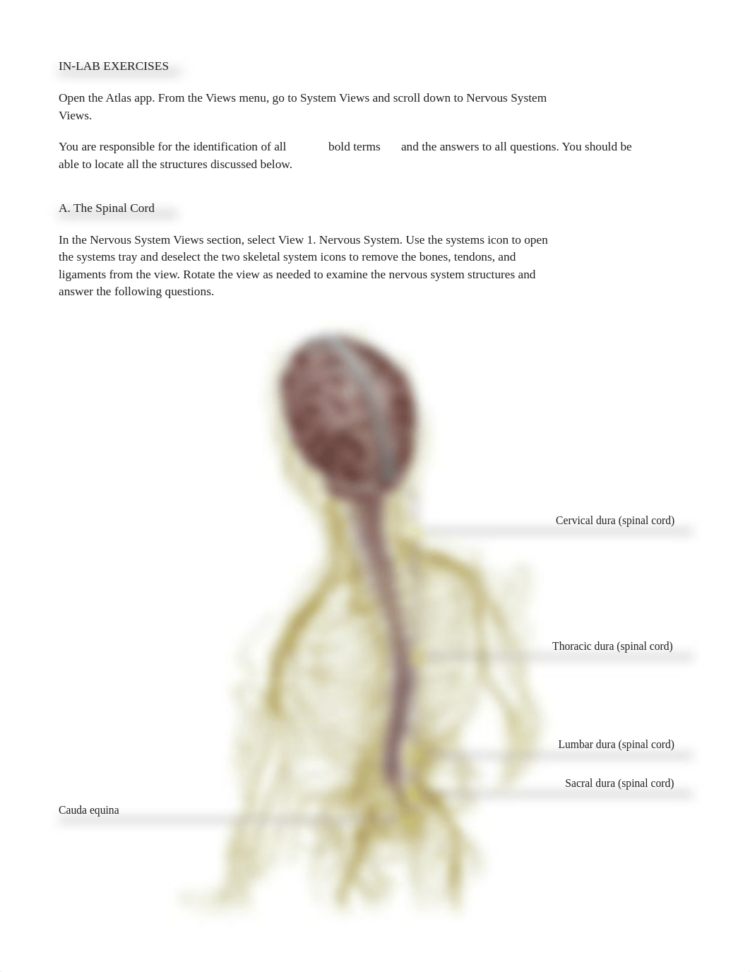 Bio 200-L23 Lab maunal Spinal Cord and spinal nerves.pdf_dqi8of2aval_page4