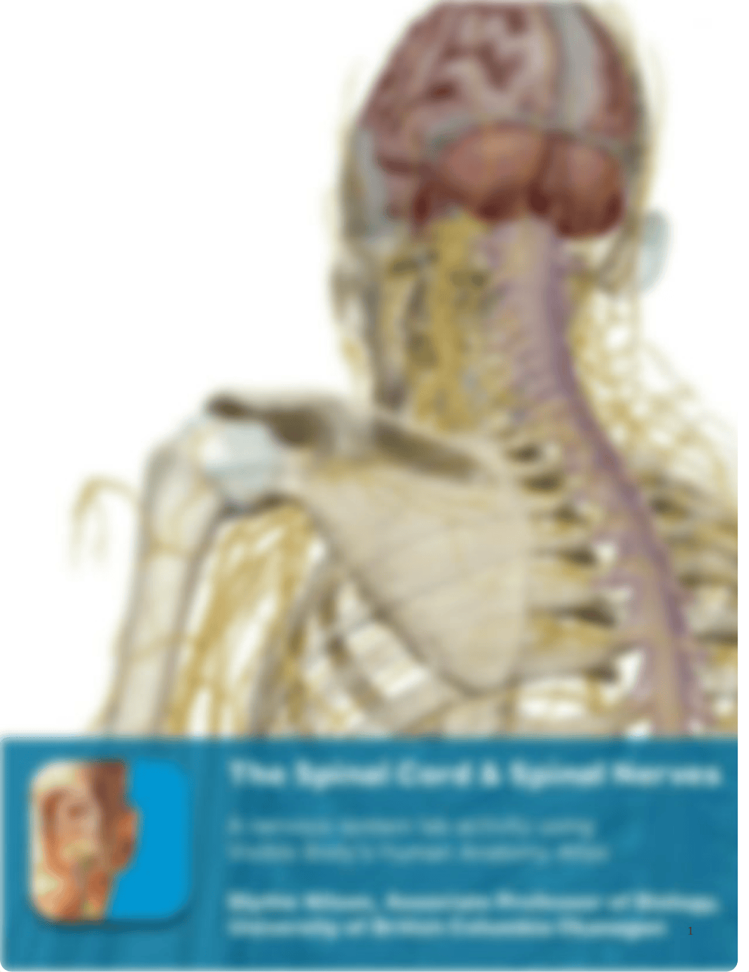 Bio 200-L23 Lab maunal Spinal Cord and spinal nerves.pdf_dqi8of2aval_page1