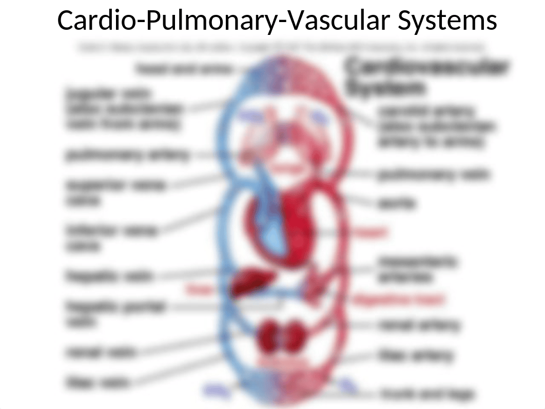 Hemodynamic Review.ppt_dqilqutcow2_page2